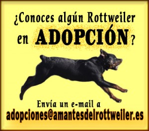 Rottweilers en Adopción