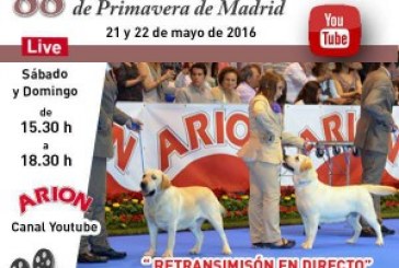 Retransmisión en Directo de los Rings de Honor de la Exposición de Madrid
