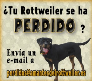 Rottweilers perdidos España