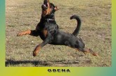 Monográfica de Rottweilers en Ódena