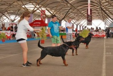 Resultados Provisionales Exposición Internacional Canina Castellón