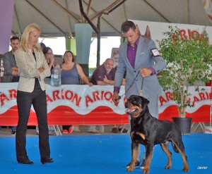 Cooper de Calvijar - Foto cedida por la Sociedad Canina de Castellón