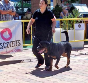 Concurso Nacional Canino Denia 2016