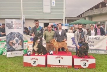 Resultados de los Rottweilers del Concurso Canino Silleda