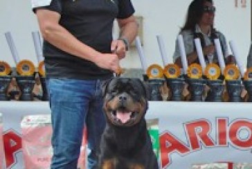 Resultados Concurso Canino Cudillero 2016
