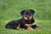 Apertura de una nueva web sobre Rottweilers