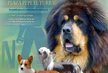 Concurso Canino Villa de Nava en Asturias
