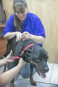 Veterinaria Laia tratando a un Rottweiler