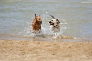 Petición playa para perros en Las Palmas de Gran Canaria