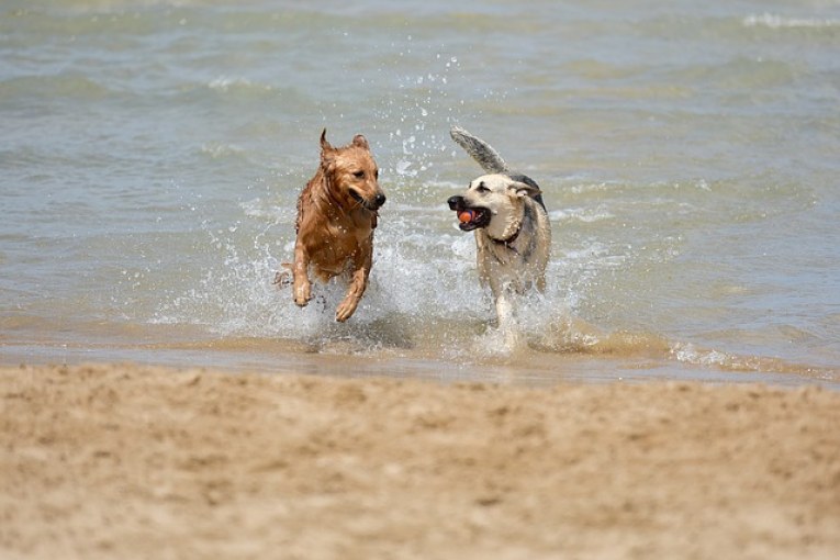 Petición playa para perros en Las Palmas de Gran Canaria
