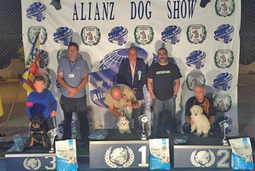 Resultados de los Rottweilers en la Exposición Canina de Alcàsser