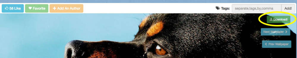 Fondos de pantalla de Rottweilers 