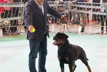Resultados Rottweilers de la Exposición Canina de Navarra